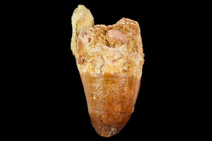 Fossil Crocodile (Elosuchus) Tooth - Morocco #109918